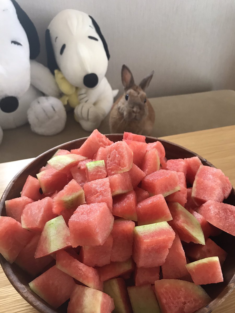 Radio Orbit S Tweet Lifewithpets 今週もかわいいペットのお写真が 届いています うさぎのペンネ君のお写真 スイカを見つめるペンネ君 これだけたくさん食べれるかな 犬のテリー君のお写真 やんちゃで小さいのに力強いテリー君 まさに