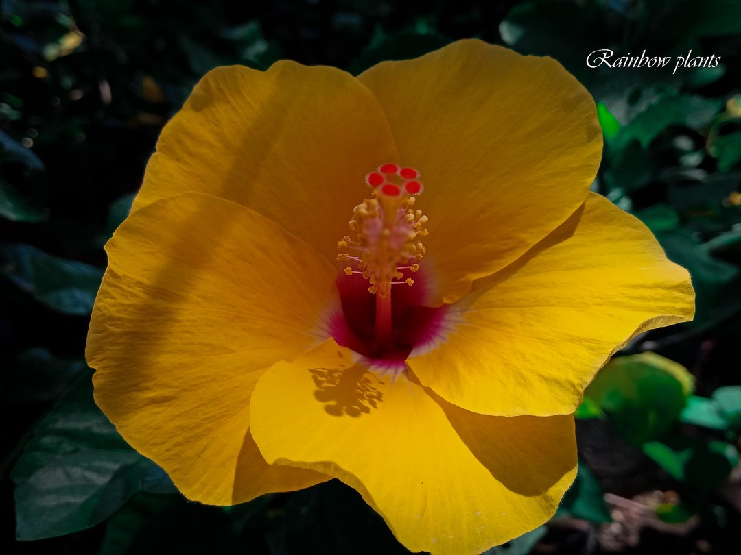 Yellow and red mixed hibiscus 🌺 flower by rainbow plants

#flower #hibiscus🌺 #hibiscus #rainbp #flowerstagram #flora #nature #naturephotography #naturelovers #yellow #red: zpr.io/YVi754xuzc3J