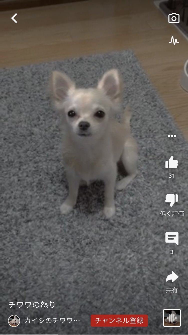 駼 仲間由紀恵みたい T Co Etmxso5zmh Twitter