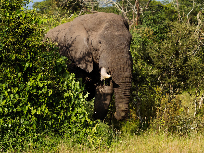 EnchantingRW's tweet photo. Have you already visited the largest protect wetland in Central Africa AKAGERA NATIONAL PARK ?
Get to spot the big 5, Book your tremendous tours with Enchanting Rwanda and get exposed to the beauty of the world.
#enchantingrwanda
#VisitRwanda 
#travelwithenchantingrwanda https://t.co/2zmJ9POEN9