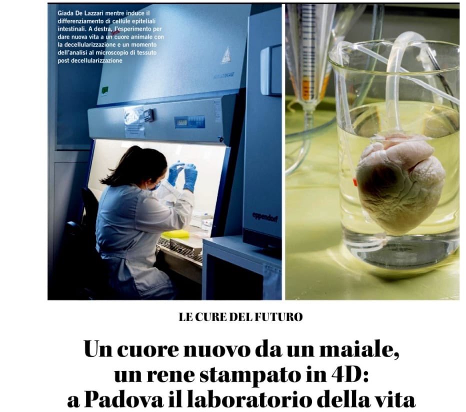 #Scienza e #innovazione contribuiscono insieme alla vita. Bella la storia del rene stampato in #4D 🇮🇹 a #Padova
La #ricerca é l'investimento per il nostro presente e per la #salute
Non deve mai fermarsi. Non la dobbiamo mai fermare. #trapianti #Transplant 
#SecondLife 🦋