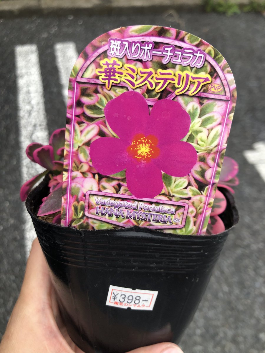 やまなつ シマムラ園芸にて マジカルキューティー かと思って買ったら 華ミステリア ミスったと思ったけど 品種登録第号でマジカルキューティーと同じ というか ハッピーデートピンク だった いや 名前なんてこの際どうでもいい ポーチュラカ育て