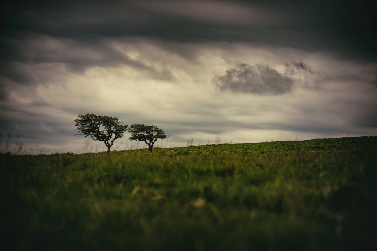 GlavindStrachan's tweet photo. Two #Hawthorn above #CombestoneTor on #Dartmoor 😍 Shot whilst waiting for the #themedphotoshoot the other afternoon! #DartmoorLandscape #DartmoorNationalPark #GoDartmoor #DartmoorCollective #DevonPhotographer #DartmoorPhotography https://t.co/HXSwdN95xc