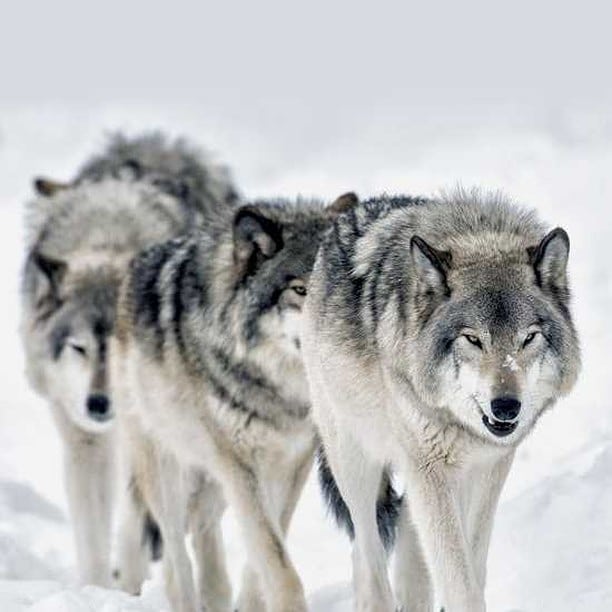 protectourwolf1's tweet photo. #wolves  #wolfhowl #greywolf #wolfdog #WolfHowling https://t.co/CUj90ydvG4