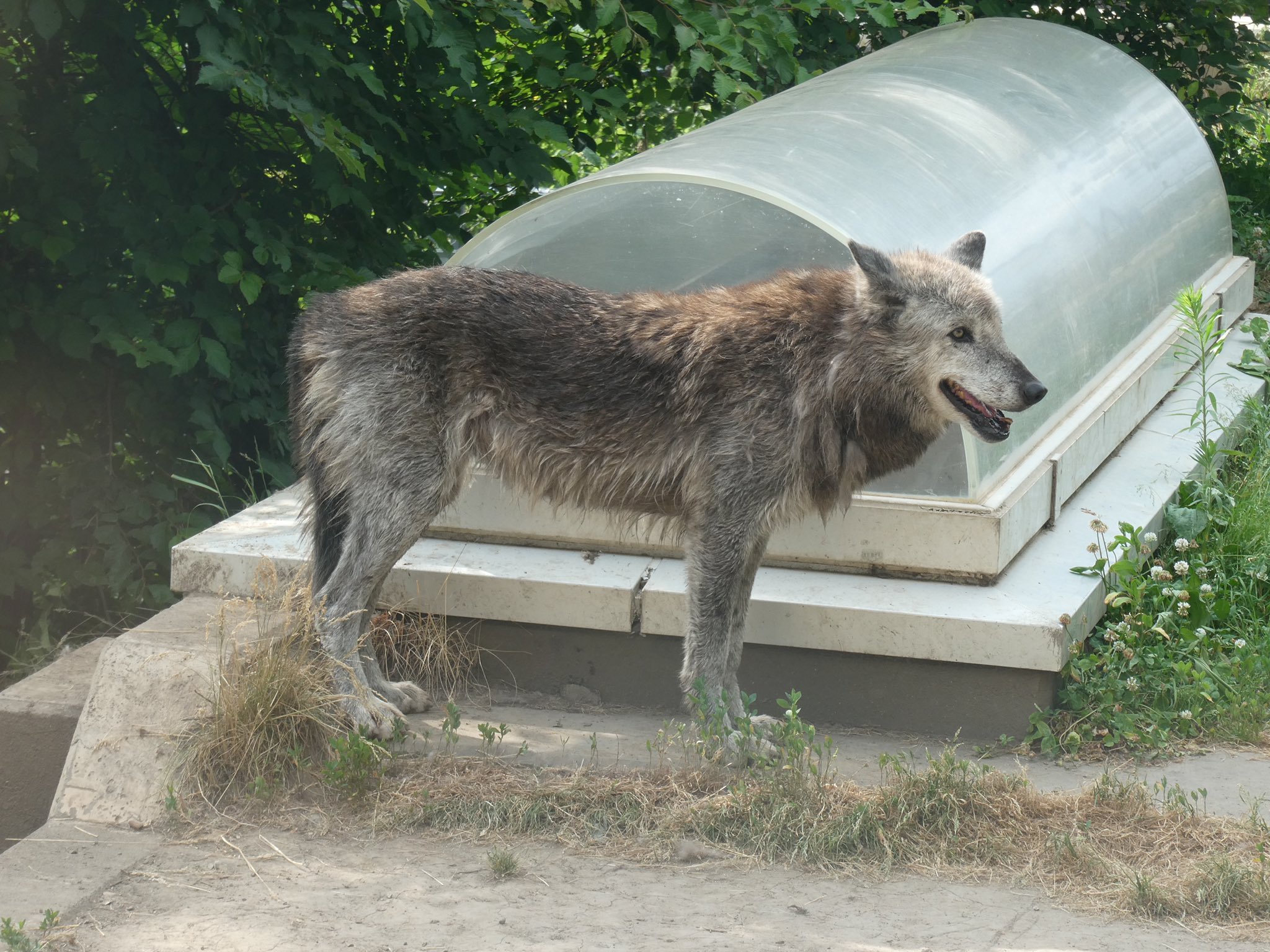 旭川市旭山動物園［公式］ on X: 