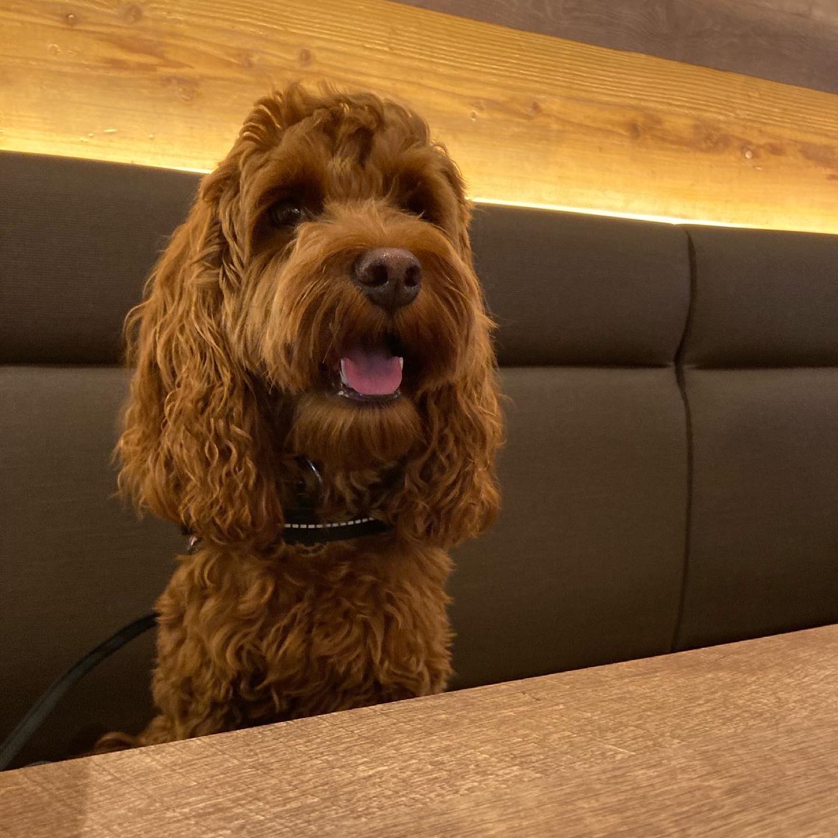 Chico Qinoco Twitter