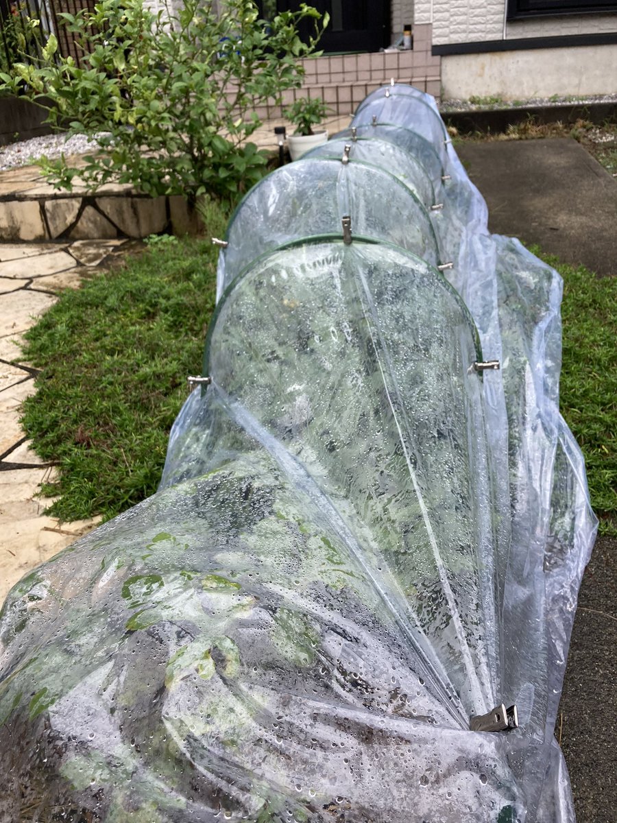 Top Tweets For スイカ受粉 Instalker