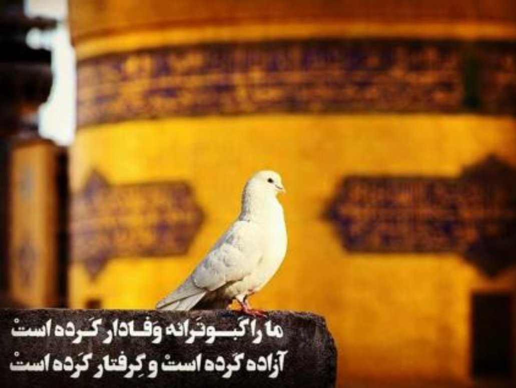 فاضل نظری tweet media