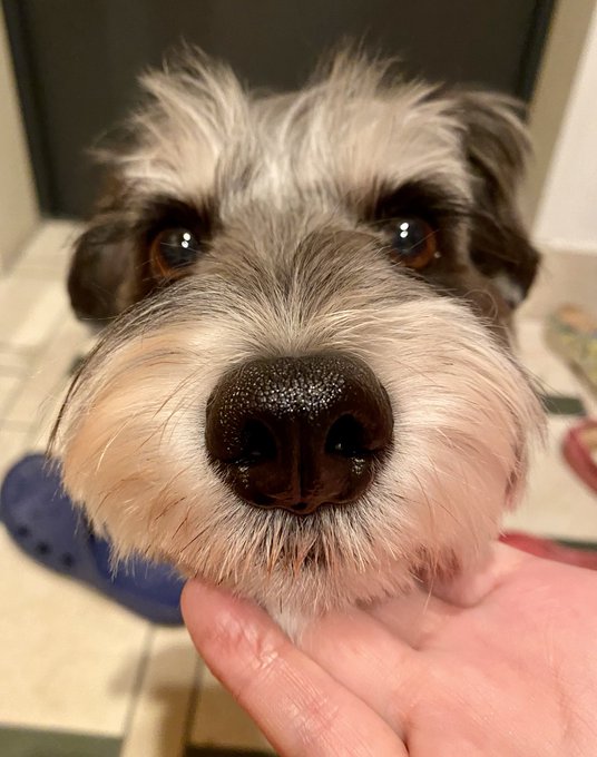 お久しぶりのチャキちゃん‼️

顎クイ🐶🐶✨ 