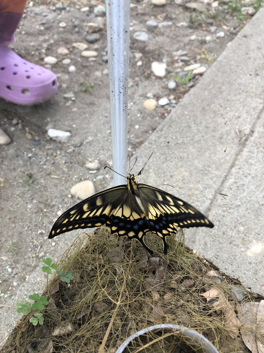 イワシーヌ アゲハ蝶って高く飛ぶのね 見えなくなるまで子供達と見送った