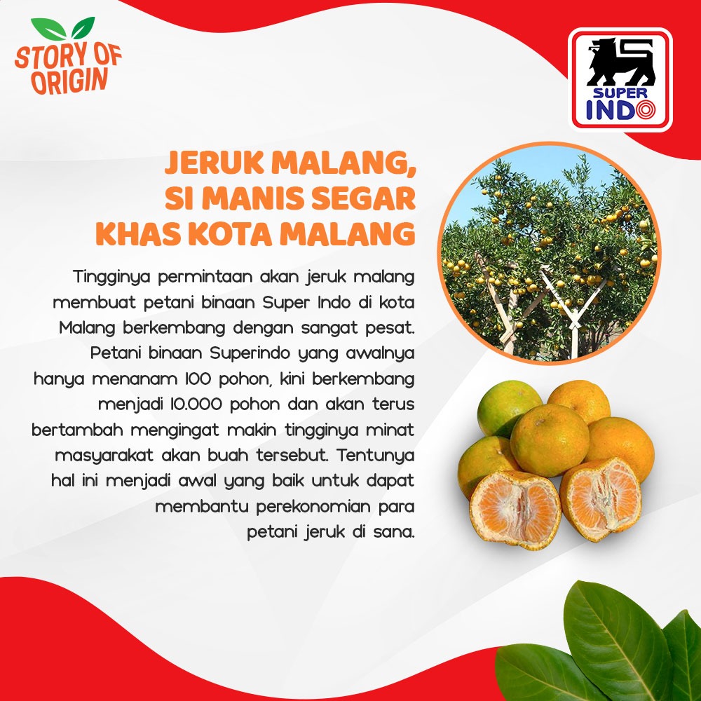 InfoSuperIndo's tweet photo. #StoryofOrigin kali ini minda mau cerita tentang Jeruk malang yang jadi #BuahHitsMingguIni di Super Indo. Yuk perbanyak konsumsi buah jeruk yang kaya vitamin C untuk bantu jaga daya tahan tubuh setiap hari.
#SuperIndo #SuperSegar #SuperHemat #SegarnyaHemat #Jeruk #JerukMalang https://t.co/ExFUZ8aG4r