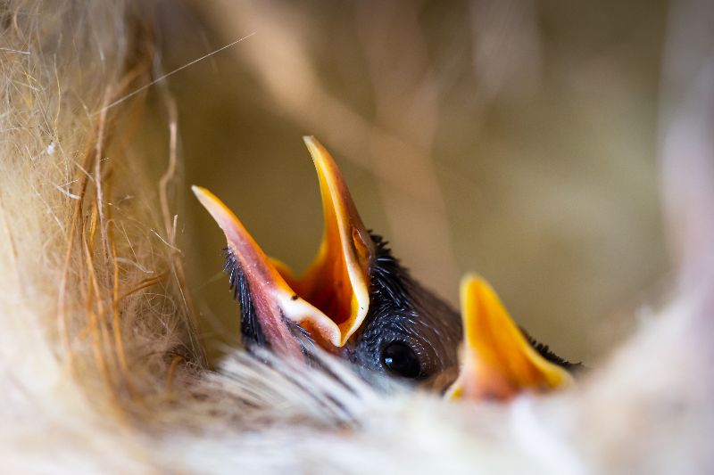 SIF_Seychelles's tweet photo. #SIFNewsletter May 2021 - https://t.co/foeMm7gutg is out! Read abt virtual classrooms that took place at #ValléedeMai &amp; #AldabraAtoll, #Aldabra's landbird breeding season, Vallée de Mai phenology &amp; the launch SIF's employee handbook&amp;sexual harassment policy. https://t.co/sD7H7CBMGC
