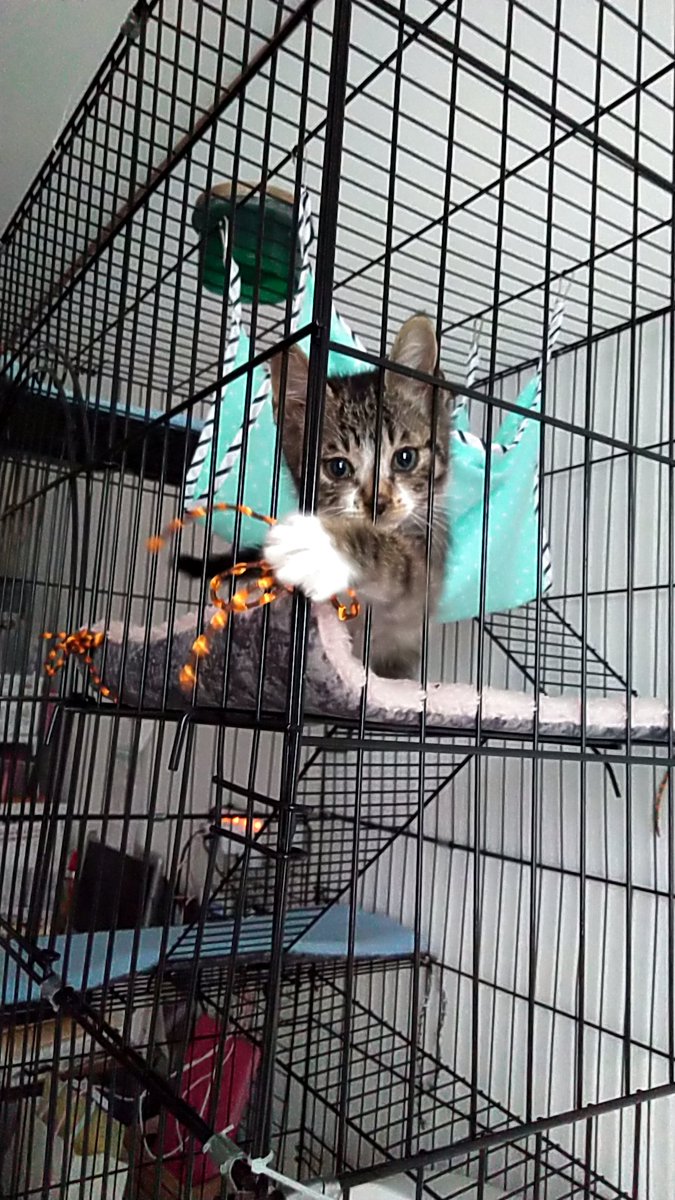 satiru758's tweet photo. @RADIO_ORBIT
#LIFEWITHPET
犬と猫と暮らしてます!
今のところ、犬が猫に気を使ってます https://t.co/UxeSiiaSc9