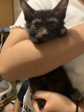 少し毛が長めフワフワのエレくん
大阪府 ♂ 生後3ヶ月 の"エレくん"ちゃんです。
 #猫 #ネコ #里親 #里親募集 #大阪府 #拡散希望 
詳細：neko-jirushi.com/foster/159246/
写真：