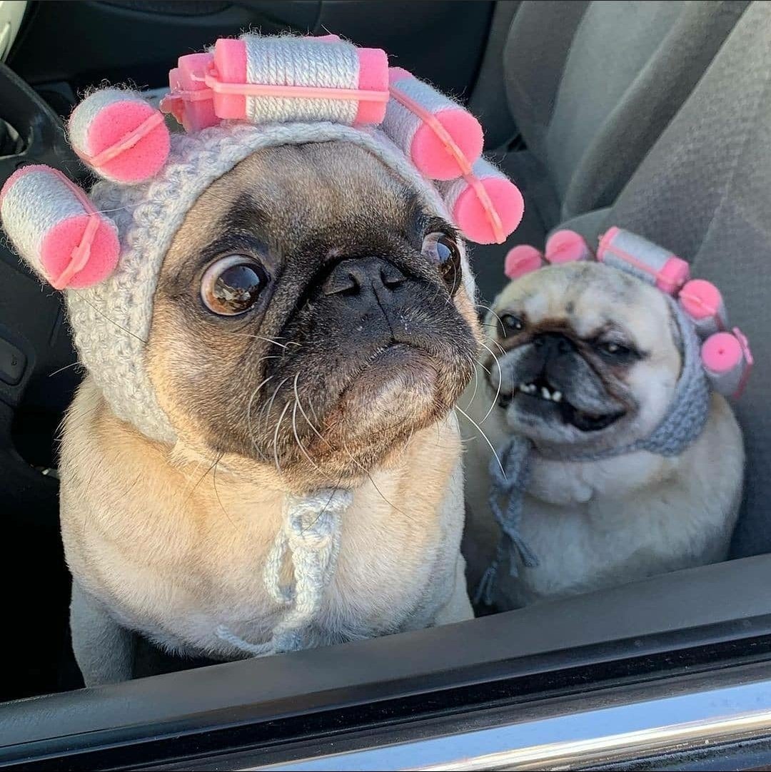 Chumchu08391001's tweet photo. Pals, as we all know @2DogsCandies mommy is a great knitter. Mommy saw this photo online. She is thinking of me having one. ๐คฆโโ๏ธ๐ https://t.co/GyycAHgPvO