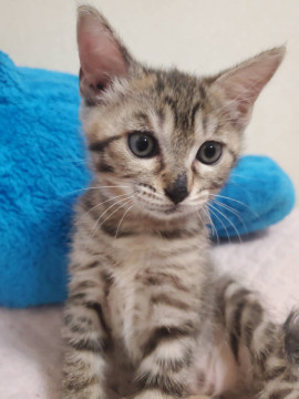 キジトラのぐり♀️
奈良県 ♀ 生後2ヶ月 の"ぐり"ちゃんです。
 #猫 #ネコ #里親 #里親募集 #奈良県 #拡散希望 
詳細：neko-jirushi.com/foster/159251/
写真：