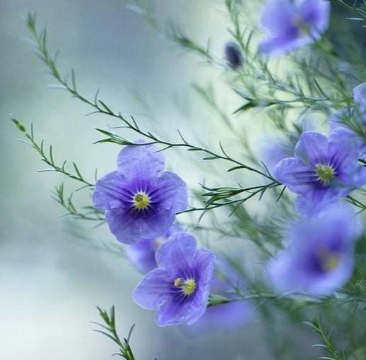 lorica_lm's tweet photo. Azul https://t.co/kW6EUqXkRD