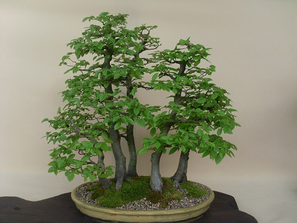 Carpinus Betulus Ficha Técnica Y Cuidados Ficha conocesobre.com/todosobrejardi… #abedulillo #abedulillobonsai #apiculo #árbolcarpe #ardorada
