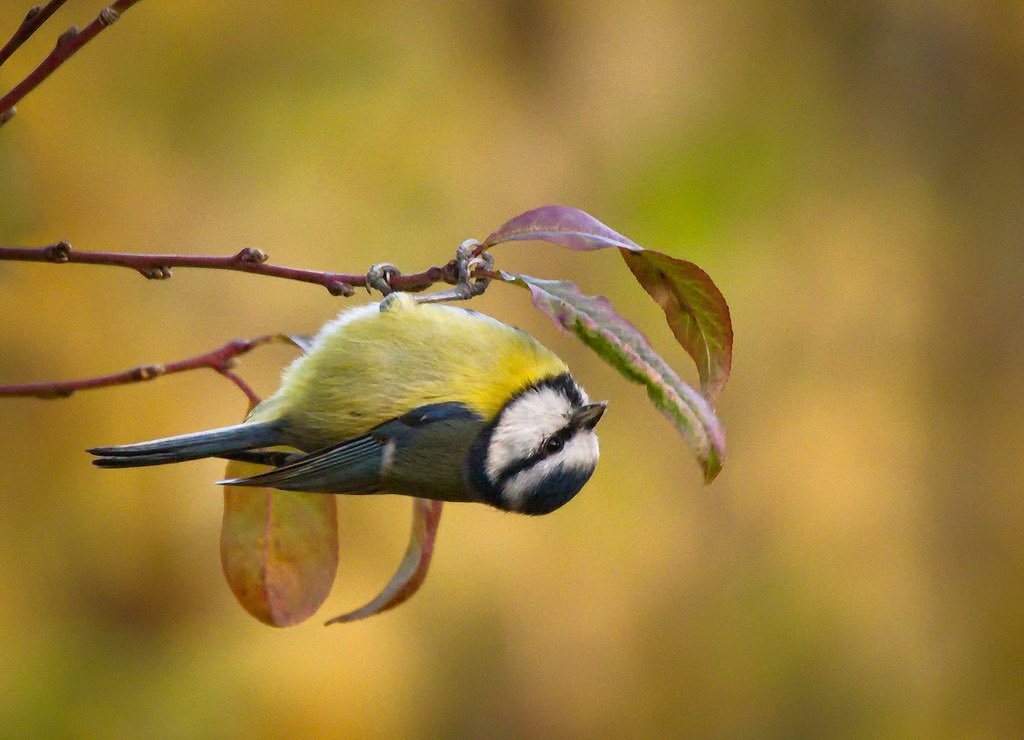 Weird Science on X: Blue tits hang upside down.