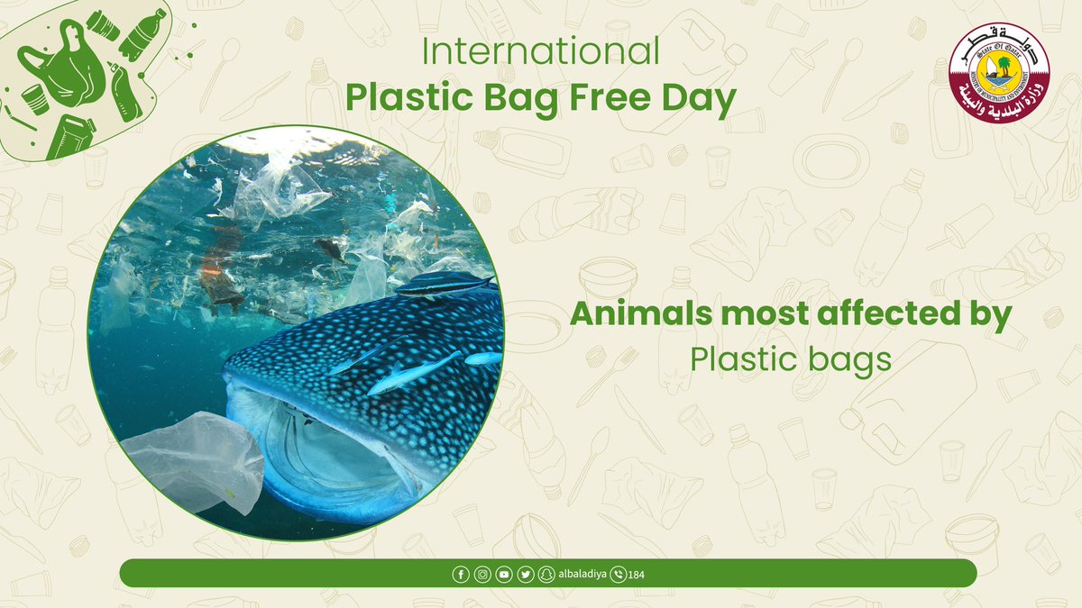 albaladiya's tweet photo. Using plastic alternatives means a better life for you and your family and reducing the health risks caused using plastic
#PlasticBagFreeDay
#StopPlasticPolution
#FutureWithoutPlastic https://t.co/5amaXPAGYx