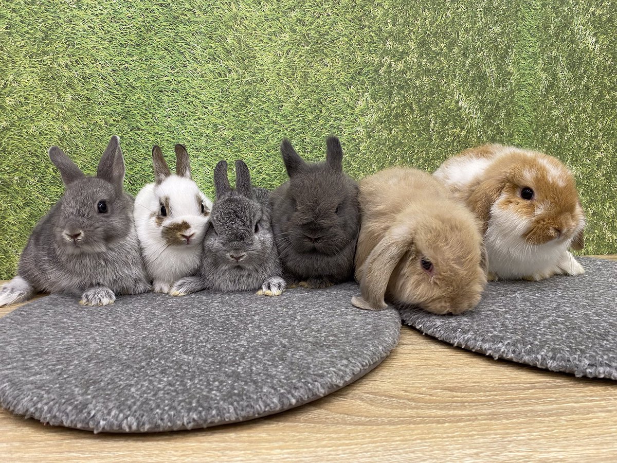 うさぎのしっぽレイクタウン店 新入りちびうさ大集合 個性豊かでカラーバリエーション豊富な子達がデビューしました Hpも準備中ですのでお楽しみに みなさん会いに来てくださいね うさぎのしっぽ レイクタウン ちびっこ デビュー かわいい