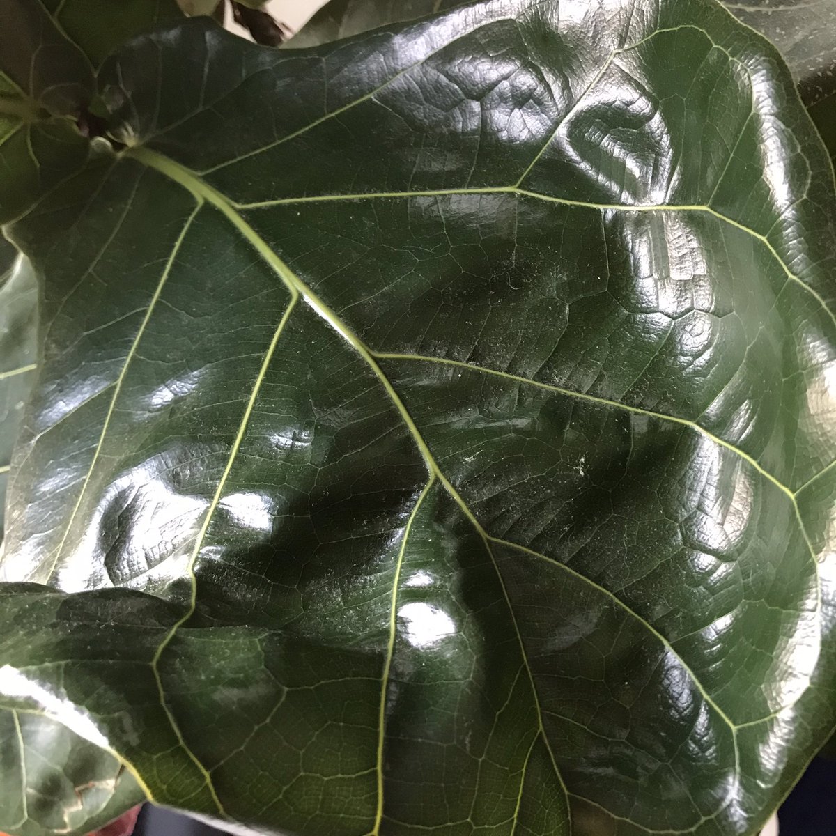 Azmi_Zahari_'s tweet photo. Syukur Alhamdulillah πππΏ
Ada sesiapa nak dptkan baja utk semua jenis pokok?(Ezigrow)
https://t.co/60k5lTisWI
#Fiddlefigtree #ezigrow #indoorplant #gardening https://t.co/jbnxIblZIV