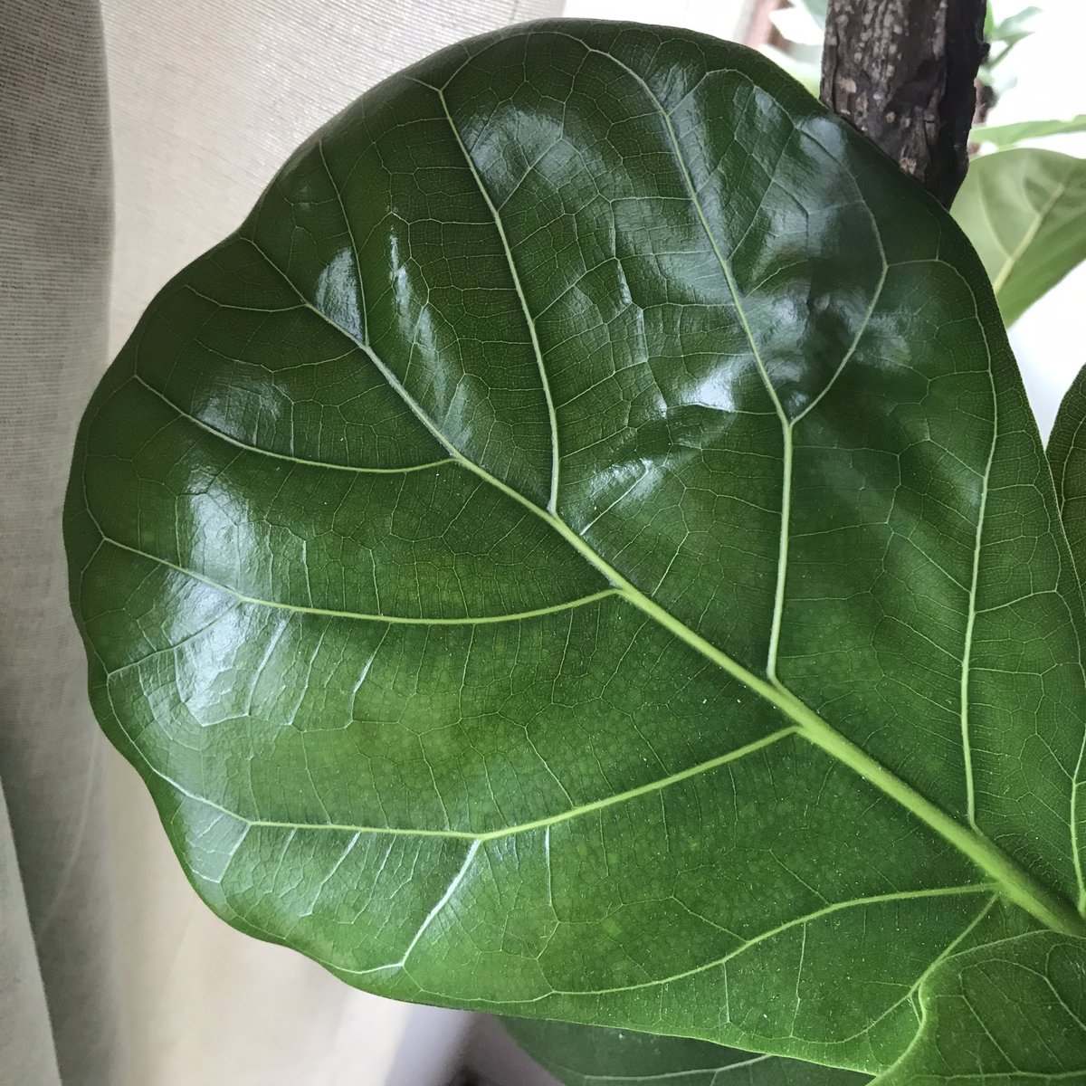 Azmi_Zahari_'s tweet photo. Syukur Alhamdulillah πππΏ
Ada sesiapa nak dptkan baja utk semua jenis pokok?(Ezigrow)
https://t.co/60k5lTisWI
#Fiddlefigtree #ezigrow #indoorplant #gardening https://t.co/jbnxIblZIV