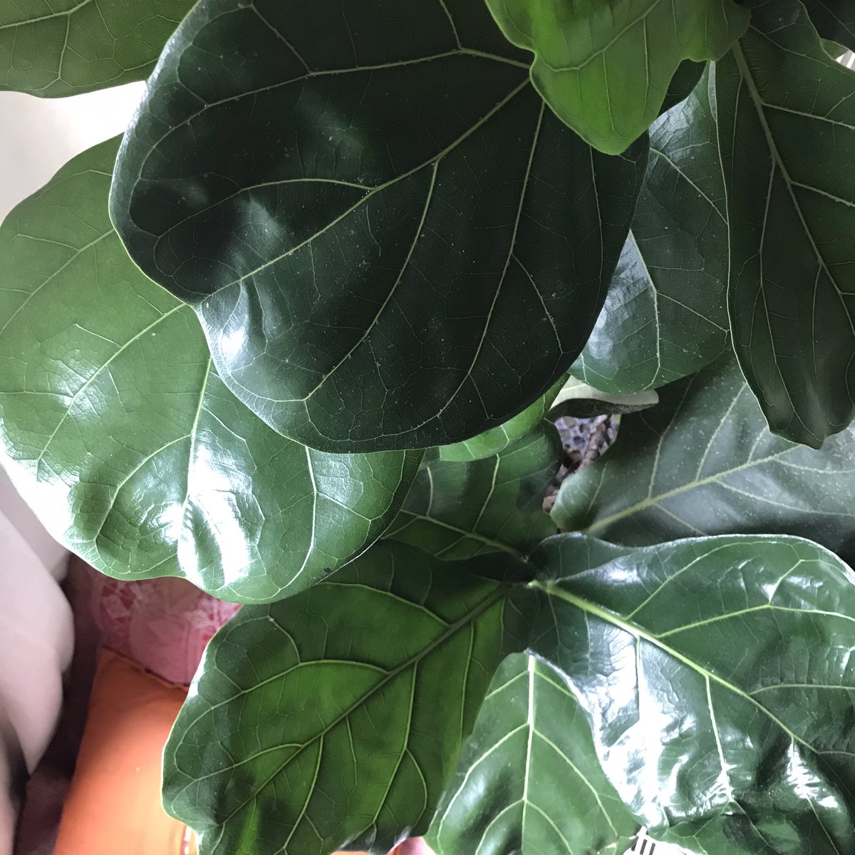 Azmi_Zahari_'s tweet photo. Syukur Alhamdulillah πππΏ
Ada sesiapa nak dptkan baja utk semua jenis pokok?(Ezigrow)
https://t.co/60k5lTisWI
#Fiddlefigtree #ezigrow #indoorplant #gardening https://t.co/jbnxIblZIV