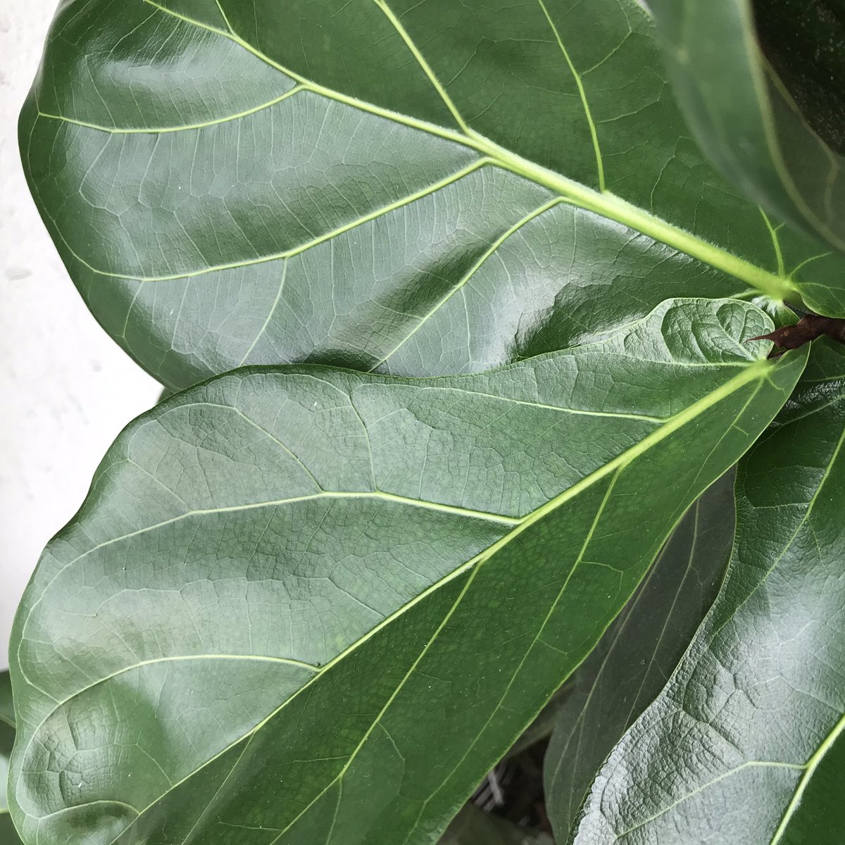 Azmi_Zahari_'s tweet photo. Syukur Alhamdulillah πππΏ
Ada sesiapa nak dptkan baja utk semua jenis pokok?(Ezigrow)
https://t.co/60k5lTisWI
#Fiddlefigtree #ezigrow #indoorplant #gardening https://t.co/jbnxIblZIV