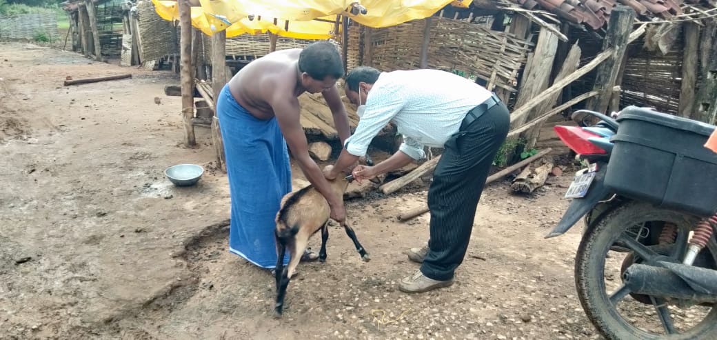 harshatrust's tweet photo. @HarshaTrust in collaboration with the Block Veterinary Department, dewormed and vaccinated 244 goats against PPR disease in #Bissamcuttack and #Muniguda Block of #Rayagada District. #AnimalHealth #AnimalVaccination #Vaccines #FarmPractices #AnimalHusbandry
#Livestock https://t.co/syKEIemTs1