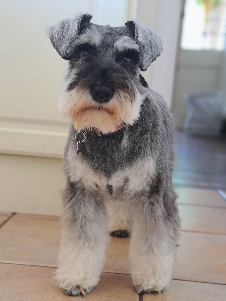 Happy Sundays! 😎🌻#dogs #dogsoftwitter #SchnauzerGang