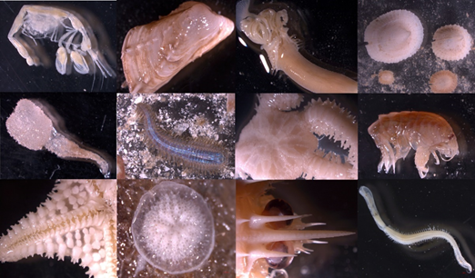 consbiog's tweet photo. Do cold-water coral reef fauna change more over time or space? New @eu_atlas @iAtlanticEU  study shows the sensitivity of #deepsea hot-spots of #marinebiodiversity to interannual changes in regional oceanography https://t.co/fQPFEHrN5L https://t.co/zkT6ebDx6A