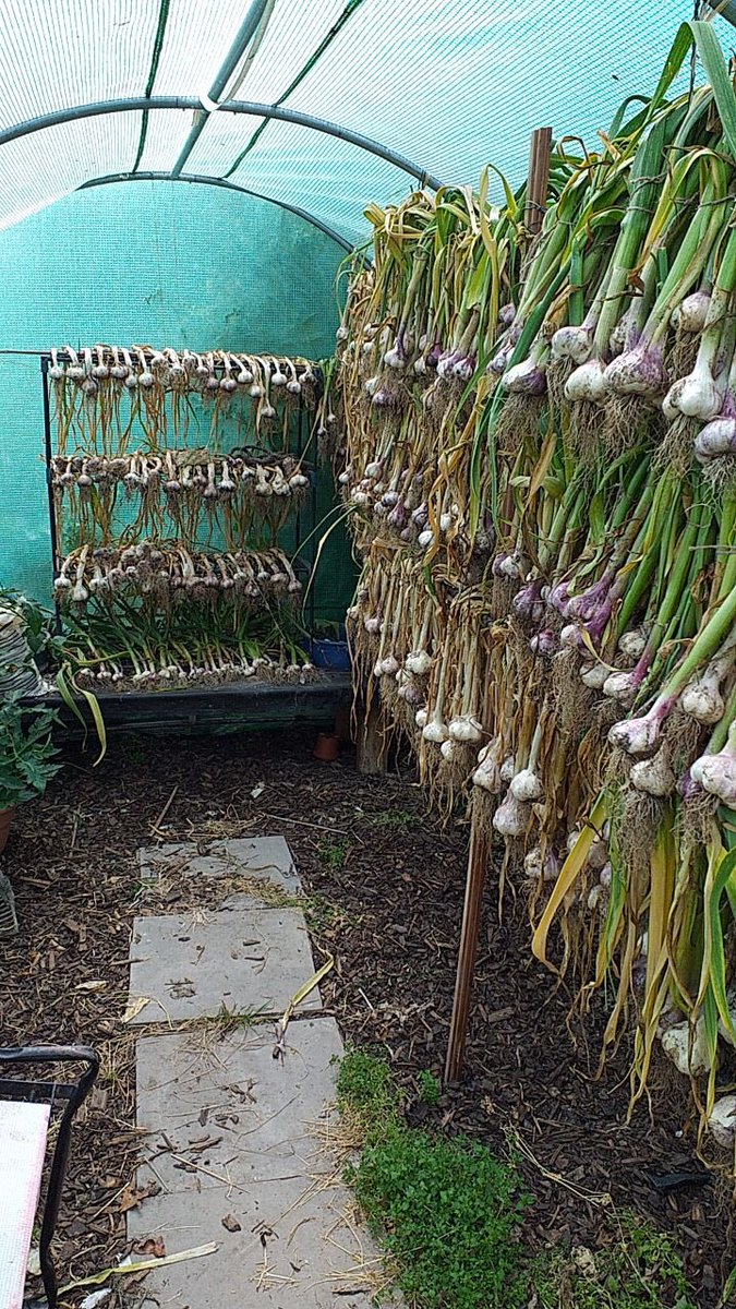 This year harvest coming in nicely black garlic machine getting ready