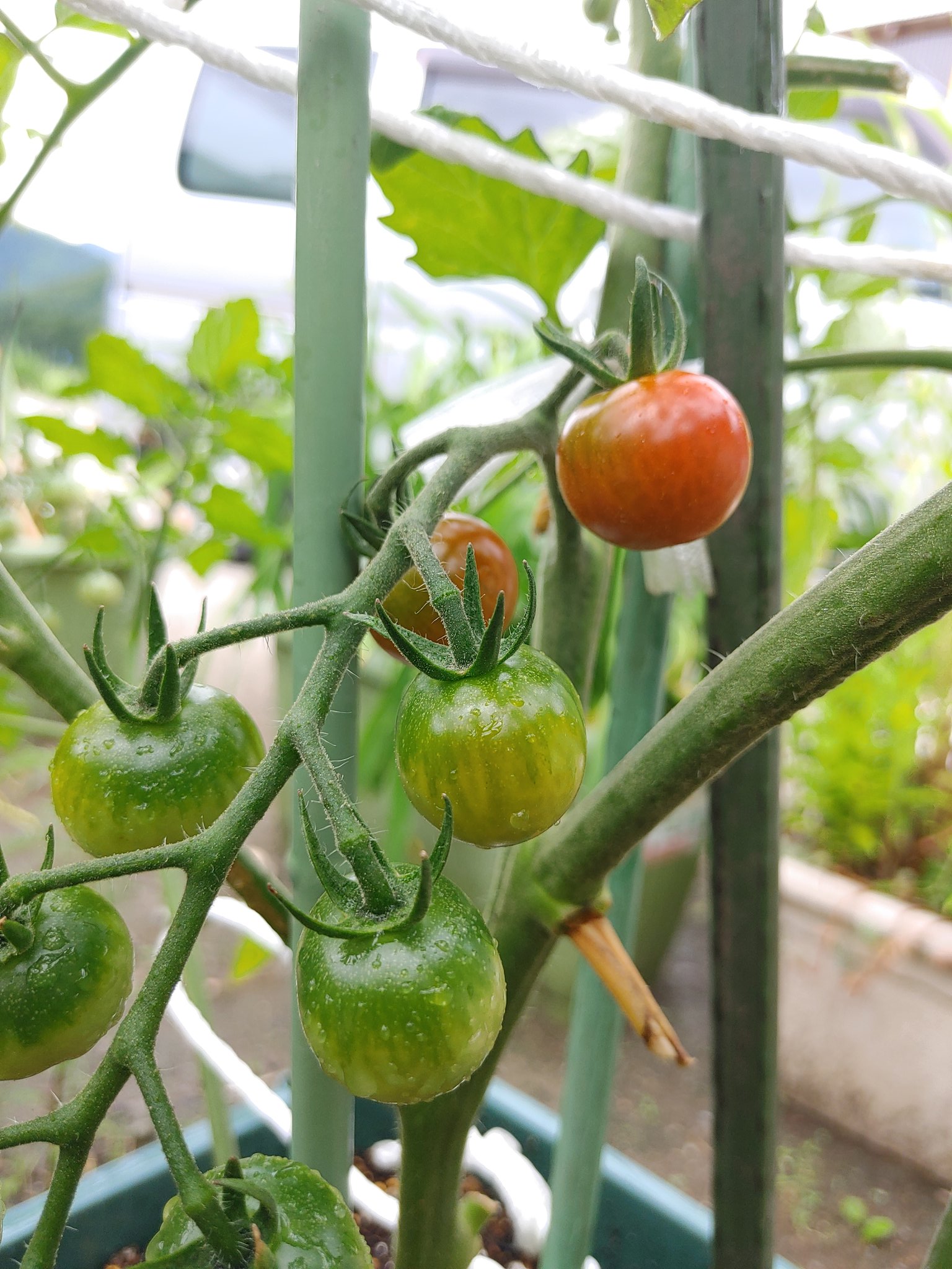 牛乳屋食堂 公式 Sur Twitter 人生初のミニトマト 栽培 ようやく色づき始めたミニトマト 農家が嫌で商家に嫁いで来たのに この年で農業に目覚め そう 笑 T Co 93ssybg1sz Twitter