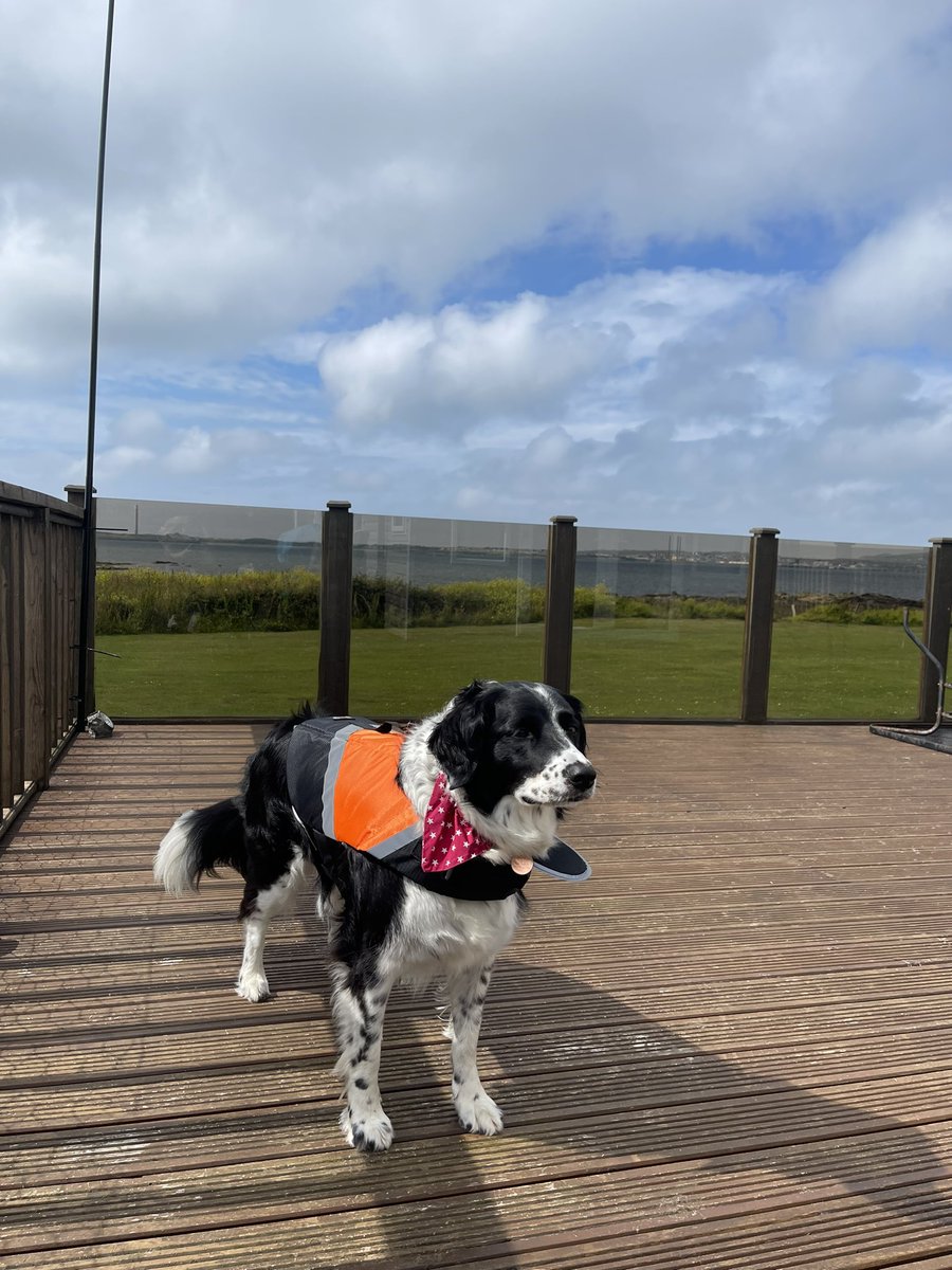 YvetteLouise_'s tweet photo. Suki’s new life jacket 🧥 fits like a glove. 🐾
🧡
#dogsoftwitter #dogs #mydog #lifejacket #dogware #dogjacket #sprollie #Anglesey #oceanready 🌊 https://t.co/Pa76b0T8ox