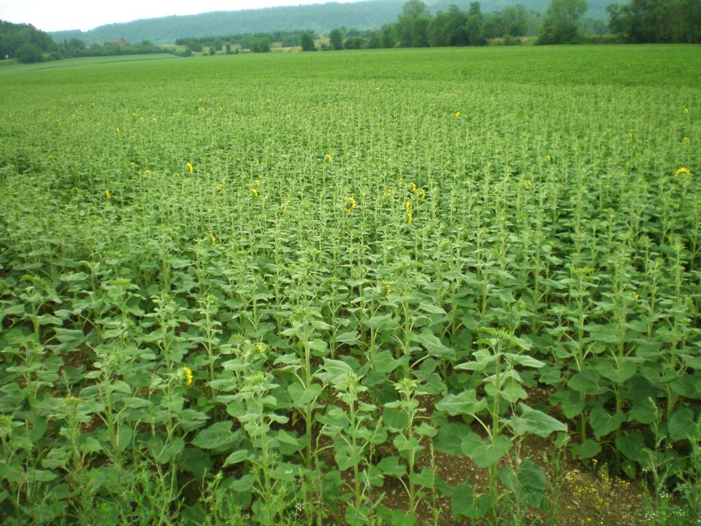 bigard_q's tweet photo. Premières fleurs dans les #tournesols #Subflowers ! Dans cette parcelle, variétés #EsIdillic et #LGHo902 🌻😎🤞🏻 #FrAgTw https://t.co/B7yuuuoxVf