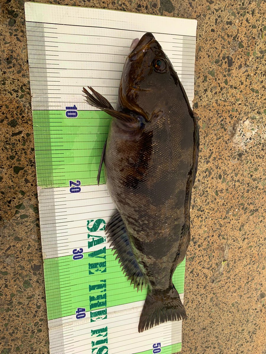 fish_kumagai's tweet photo. 夕方にイカ釣り行ったものの、全然釣れない為暇潰しにロングスピンしてみたら30分くらいで45.47と釣れてびっくりでした😆
そろそろ開拓していかなくては🎣
#アピア #bruteHR #DDextend #95mhx https://t.co/m5UmV8X9iD