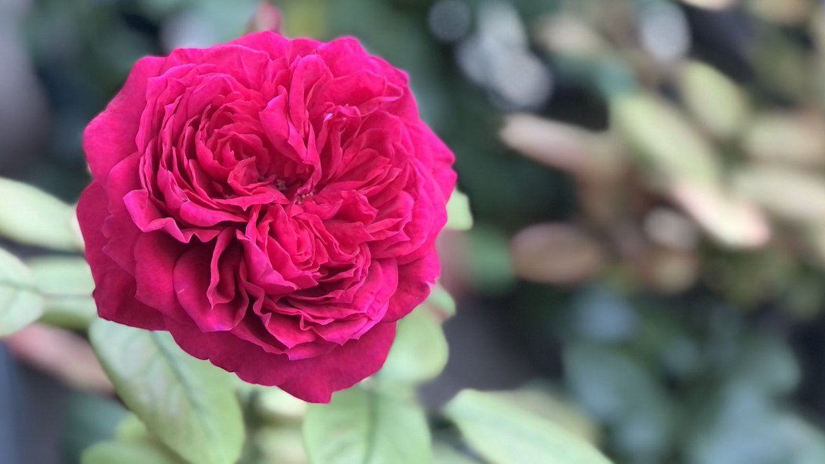 佐藤尚美 45 コスメ製造アドバイザー Naomillion Twitter