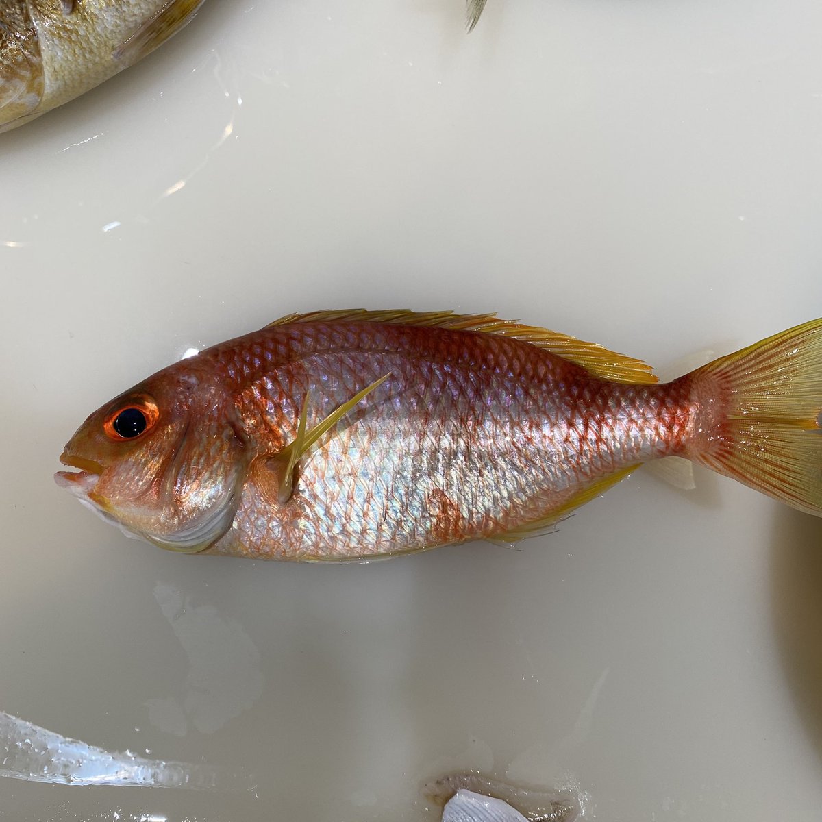 なんて魚 なんて魚
