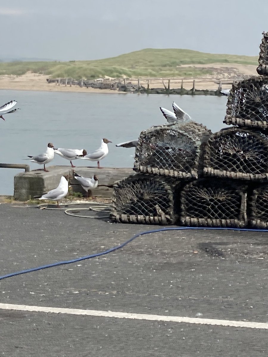 struthjo's tweet image. Breakfast in Amble? Oh yes I’ll have some of that..