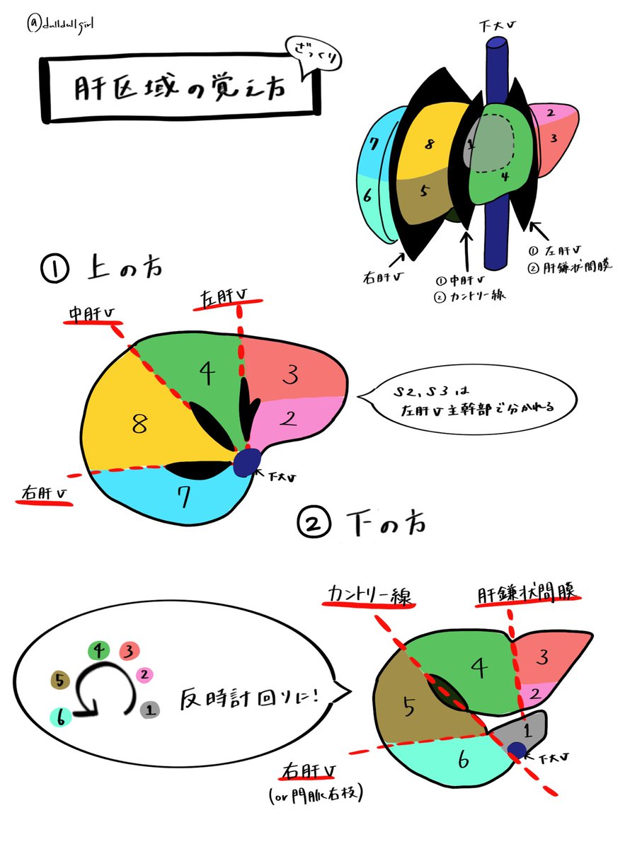 【#だるがメモ】
ややこしい肝区域の覚え方!

ざっくりだけど、画像上で区域を見分けるポイントを分かりやすく教えてもらったので忘れないようにメモっとく!! 