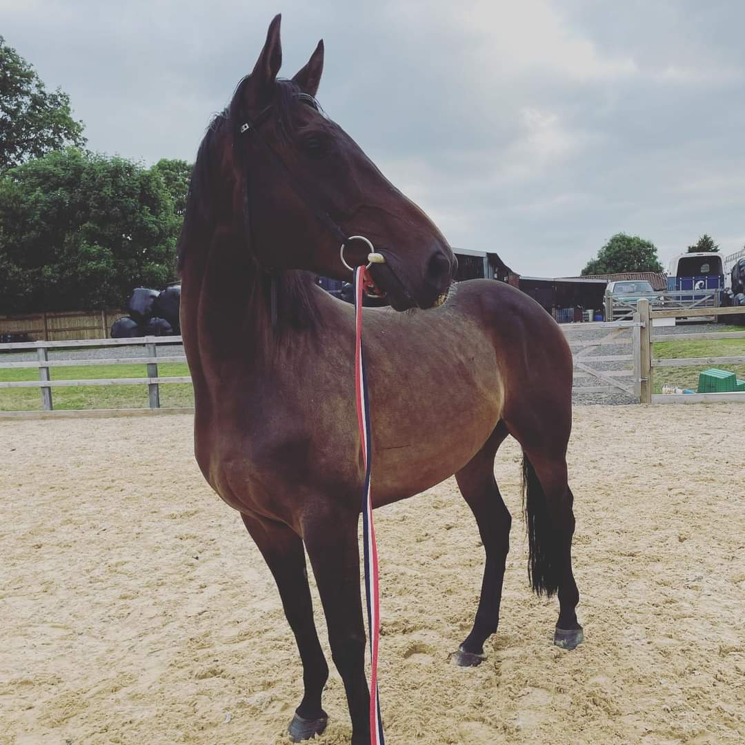 Some new arrivals at EVS this past week. Meet Dave and wally #horses #ponyhour #sundayvibes #newhorse #