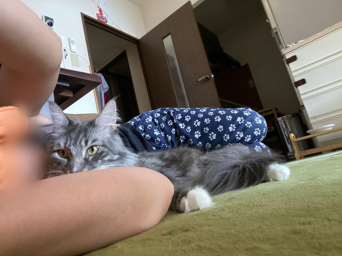 ferretomo_'s tweet photo. 休憩除く９時間労働一日立ちっぱなので昼休憩帰宅時はラフな格好になるんだけど(ブラとパンツだけの時も多々😂)少しでも横になりたくて転がってるとお留守番頑張るいっくんがベッタリ…横になるのは5～10分程度だけど可愛くてなかなか動けず再出勤もギリギリで1分オーバーとかになってしまう😅 https://t.co/UnI08739bq