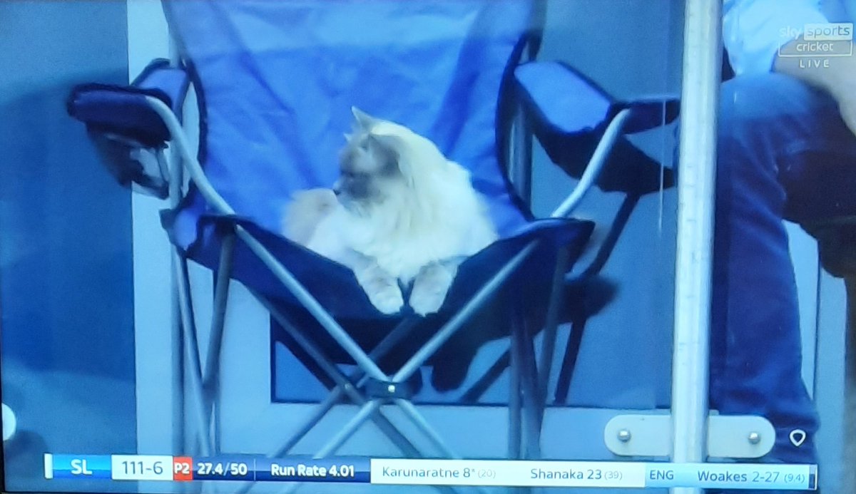 Love seeing this cat in Bristol watching the England v Sri Lanka one day International cricket match from his comfy chair from some nearby flats! Looks like he has the best seat....and rightly so! #ENGvSL #SkySports #Cricket #Bristol #CricketCat #sport #sundayvibes https://t.co/nJ5wgSe0j6