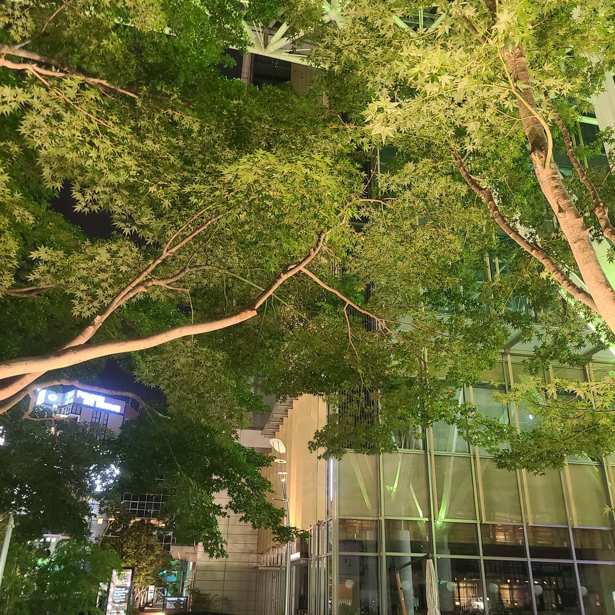 meme410love's tweet photo. インスタにも上げましたが💡
六本木ミッドタウンの楓が綺麗でした💚
夜に行ったらライトアップされてて✴近代的な建物の中に馴染んでるの素敵🍁🌳 https://t.co/LM35rAxwNy