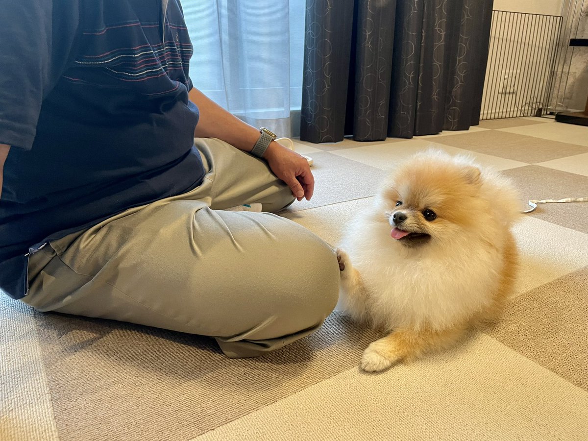 ポメラニアンのジレンマ 来客が嬉しくて無自覚ディフェンスと化したワンコがかわいすぎてつらい なんやこのモコモコの妖精は Togetter