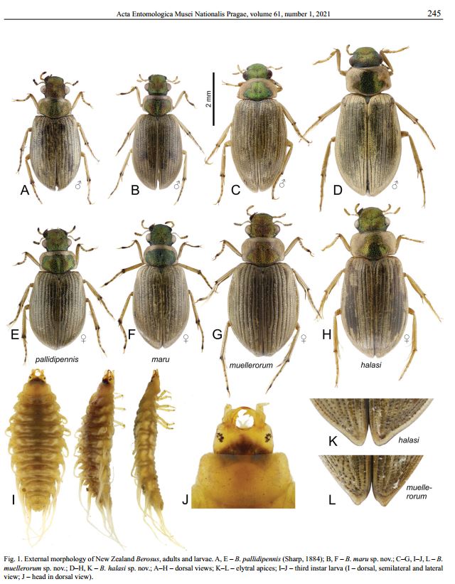 Geniates's tweet image. New paper published!
Seidel M., Sýkora V., Leschen R. A. B. &amp;amp; Fikáček M. (2021) A review of the #NewZealand Berosus (#Coleoptera: #Hydrophilidae) with descriptions of three new species. Acta Entomologica Musei Nationalis Pragae 61(1): 243-252. doi.org/10.37520/aemnp…
#endemic #NZ