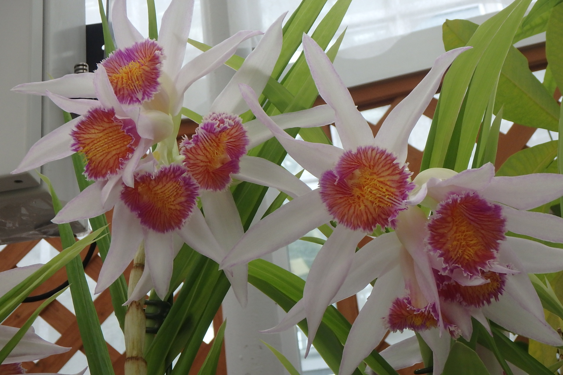 تويتر 神代植物公園 ニュース على تويتر スタッフより 園芸係 大温室ラン室に展示中です 神代植物公園は 新型コロナ感染症拡大防止のため 当面の間 入園には事前の予約が必要です 詳しくは 公式ホームページ または このツイートのいちばん最初にある