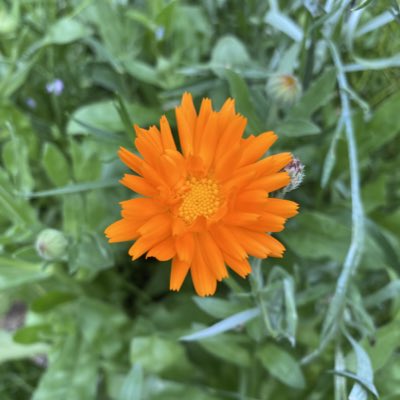 allotmentwidow's tweet photo. Beautiful wild flower patch in garden is looking so healthy and spectacular (even in the rain today!) #NewProfilePic #wildflowers #beefriendly #raining https://t.co/QVFMU7A97M