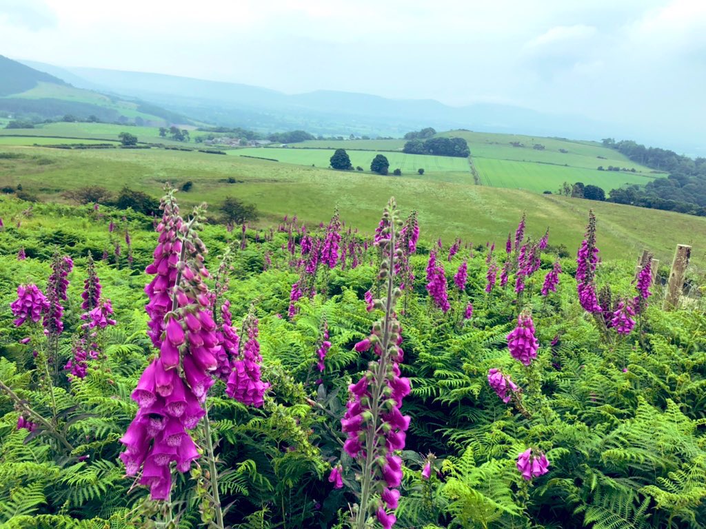 simonesaysgo's tweet image. View on the way down from  Roseberry Topping in North Yorkshire

Sure beats my usual Sunday morning routine💜